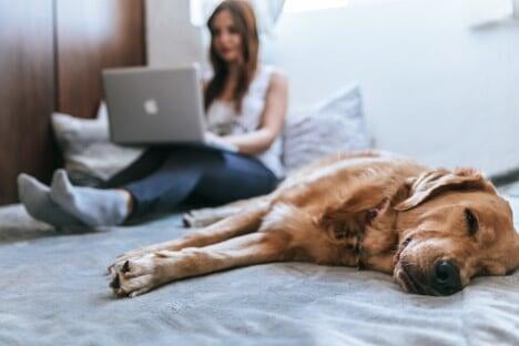 August 5th: Work Like a Dog Day - How to Really Work Like a Dog 